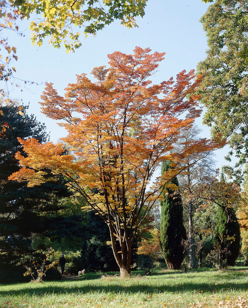 Siebold's maple