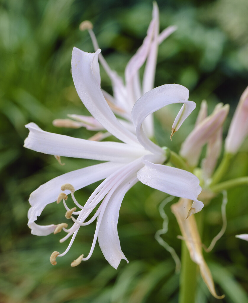 Bowden lily 'Albivetta'
