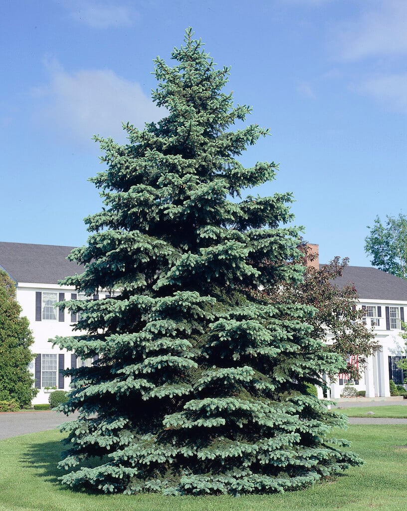Colorado spruce Glauca Group
