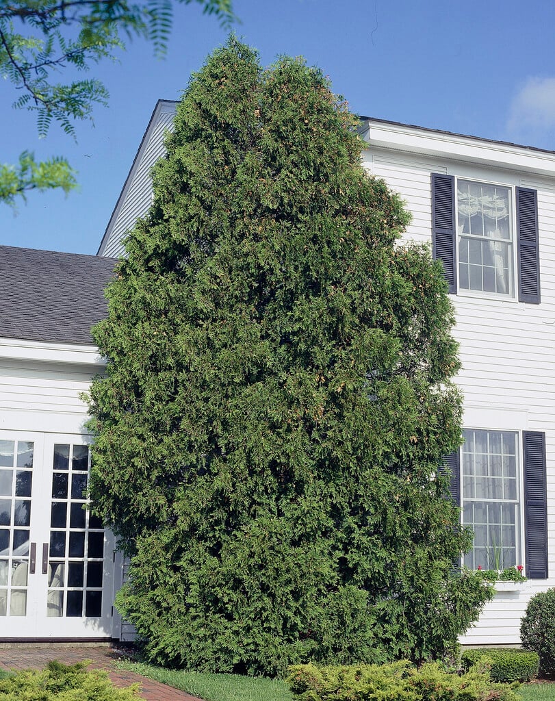 white cedar
