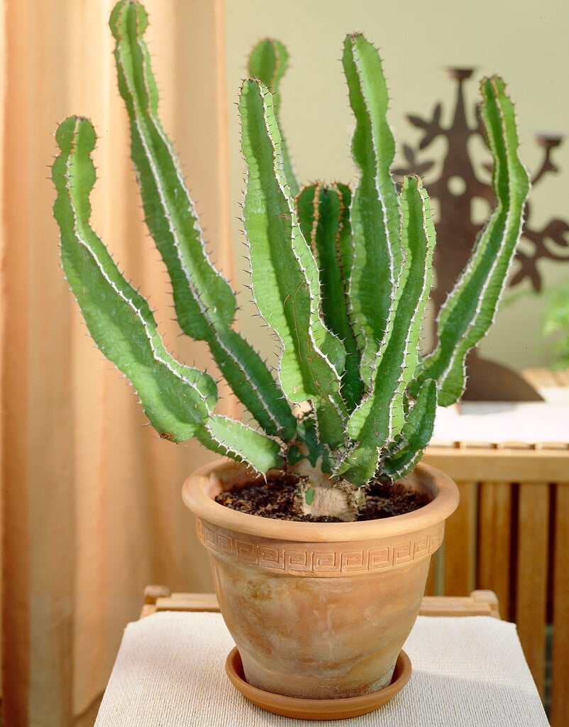 <i>Euphorbia</i> <i>ammak</i>