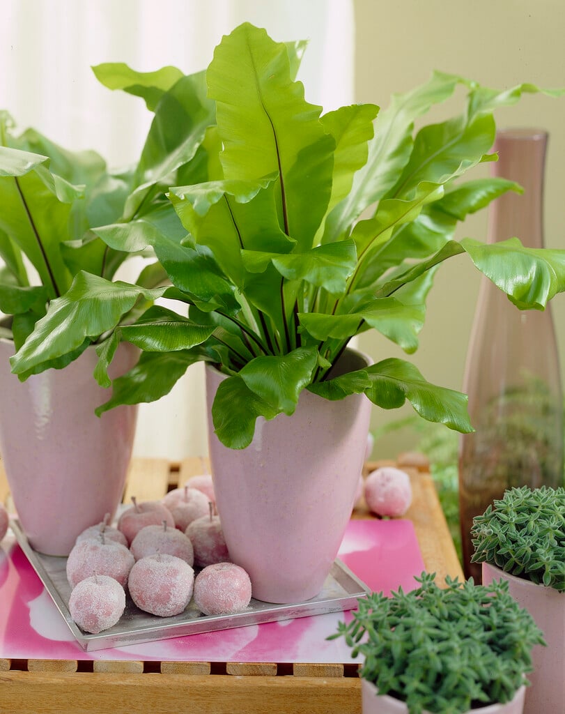 <i>Asplenium</i> <i>australasicum</i>