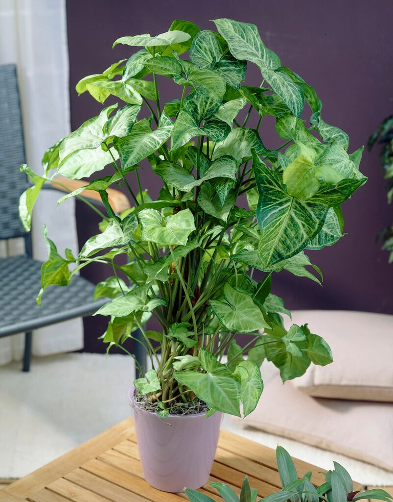arrowhead vine 'Arrow'