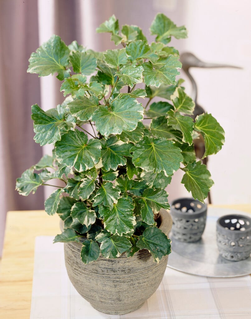 <i>Polyscias</i> <i>balfouriana</i>
