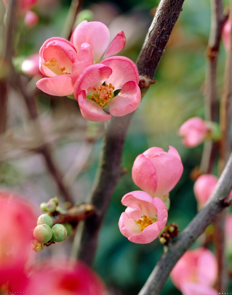 Japanese quince