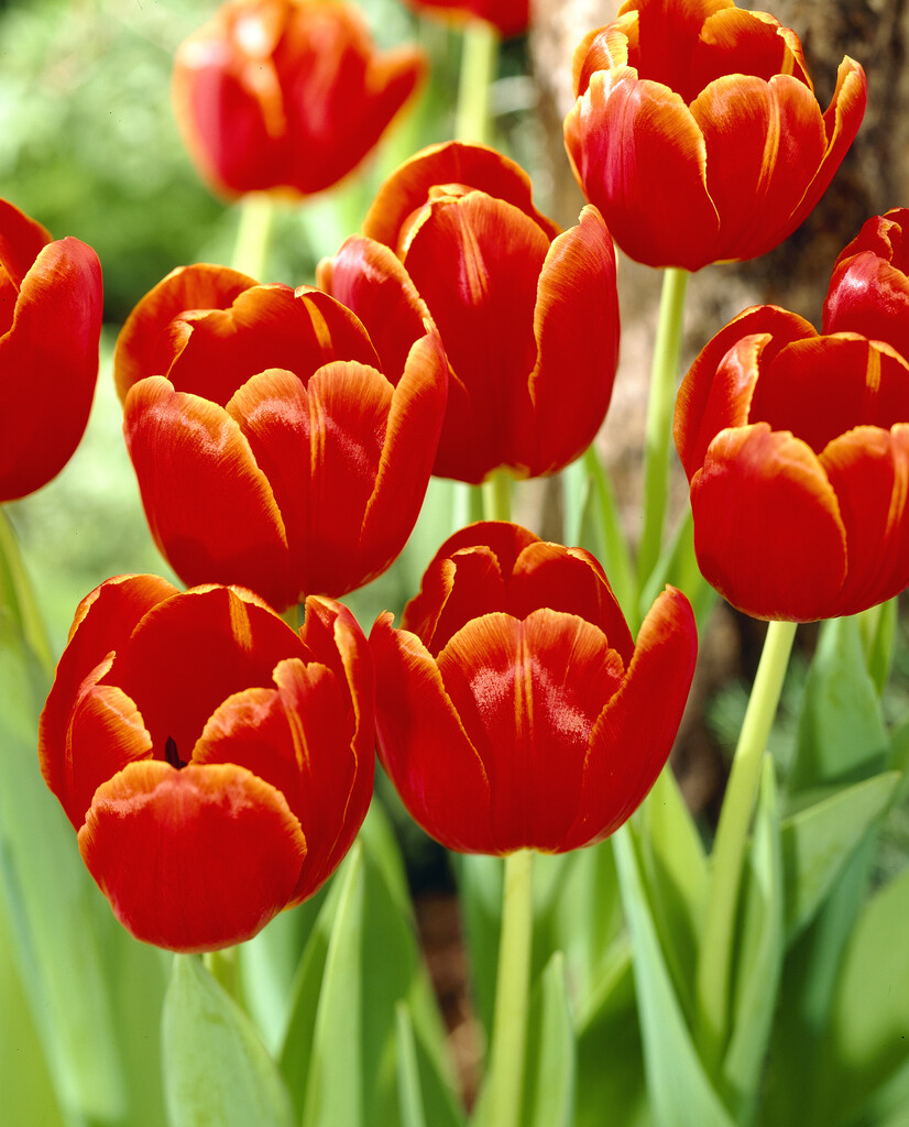 tulip 'Verandi'