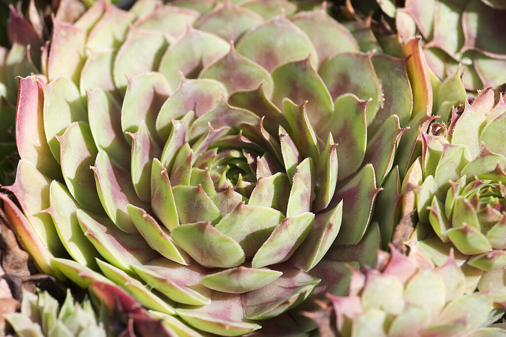 houseleek 'Smaragd'
