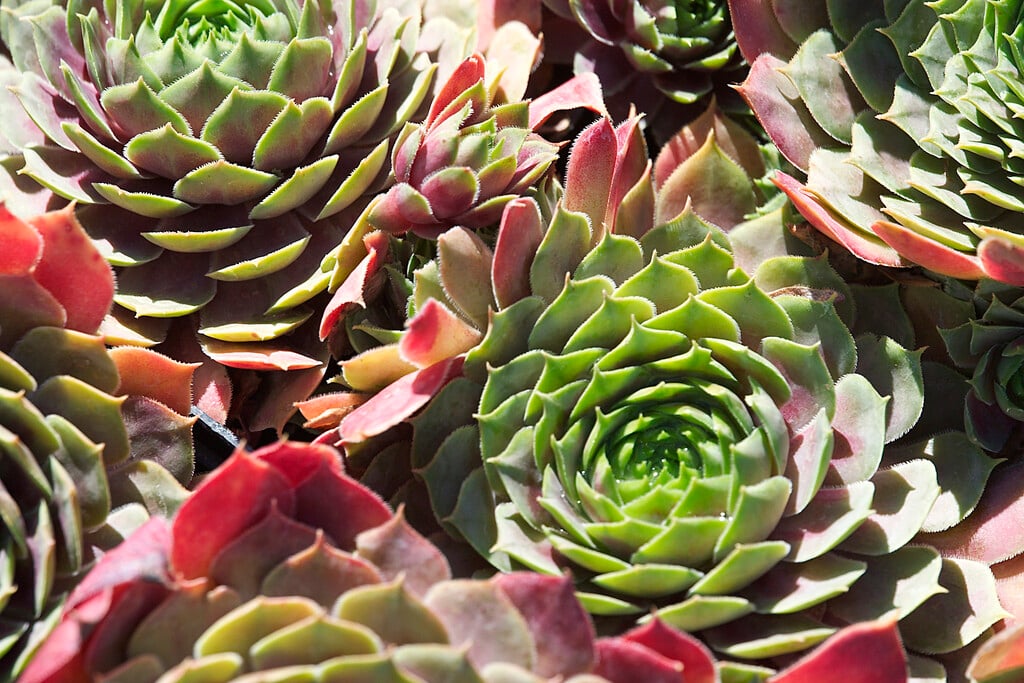<i>Sempervivum</i> 'Lipari'