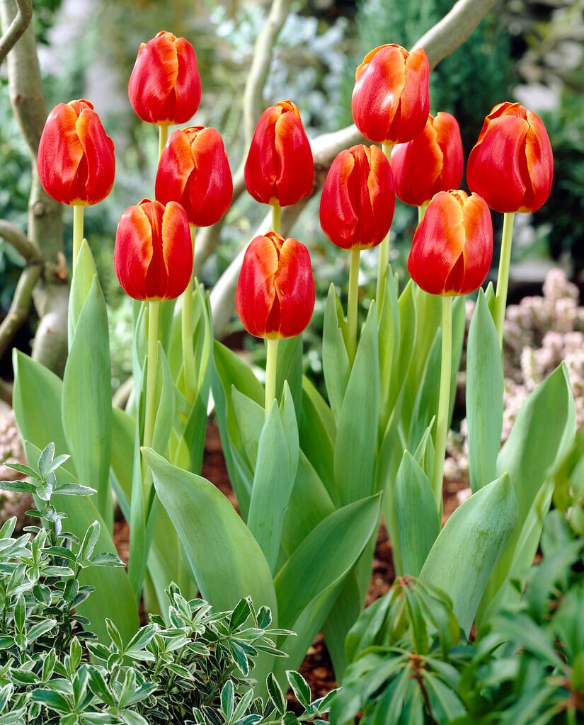 tulip 'Verandi'