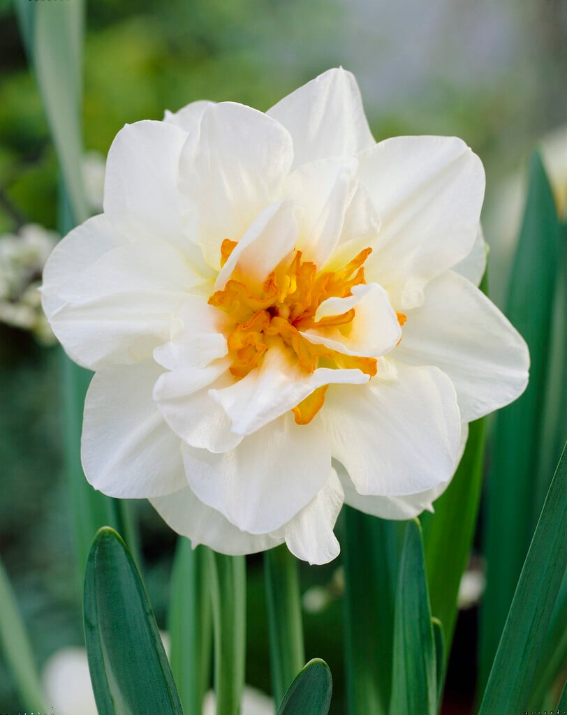 daffodil 'Flower Drift'
