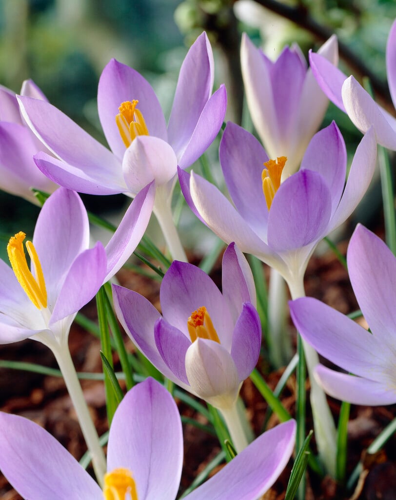 <em>Crocus</em> <em>tommasinianus</em> 'Lilac Beauty'