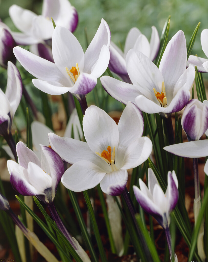 crocus 'Ladykiller'