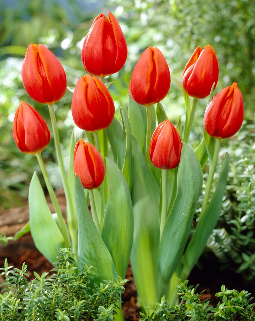tulip 'Orange Cassini'