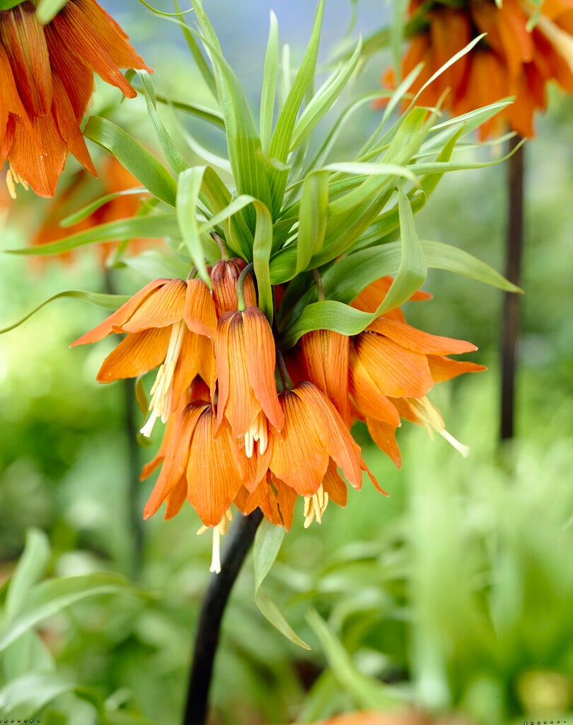 crown imperial 'Prolifera'