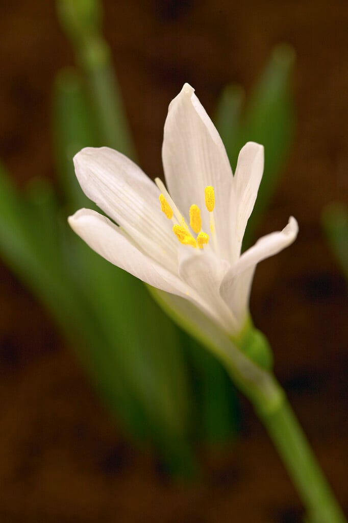 white sternbergia