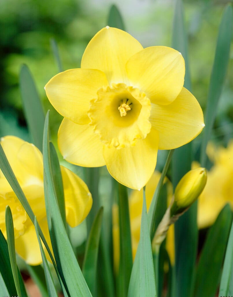 daffodil 'Cairngorm'