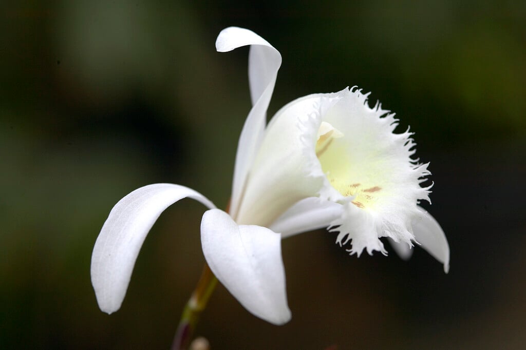 large-flowered Indian crocus