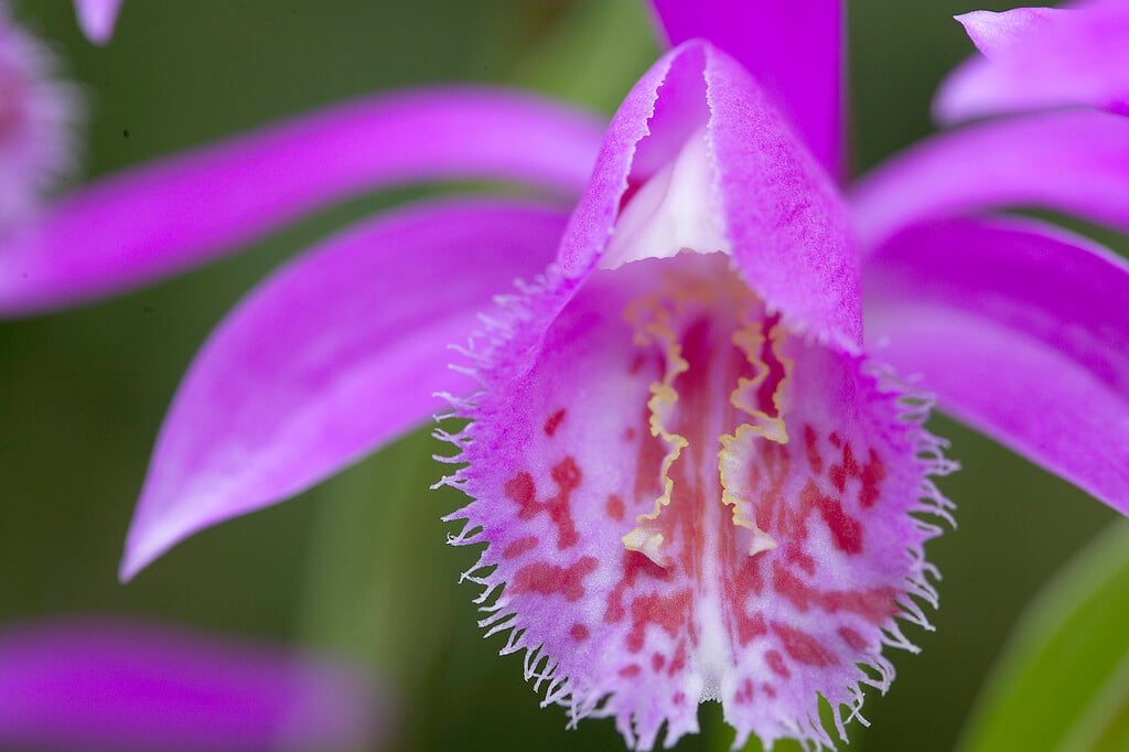 <em>Pleione</em> <em>bulbocodioides</em>