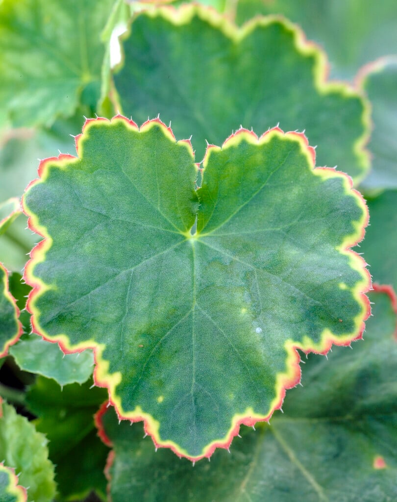 alum root 'Wildberry'