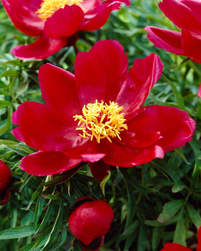 peony 'Early Scout'