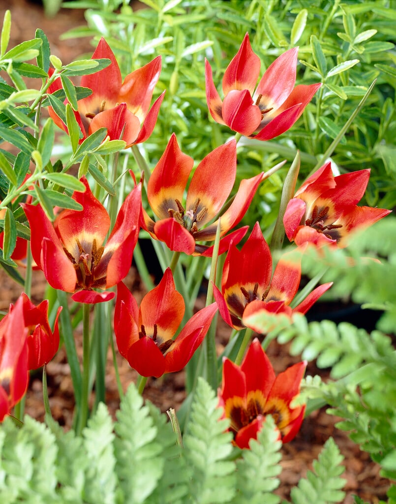 Hager's tulip