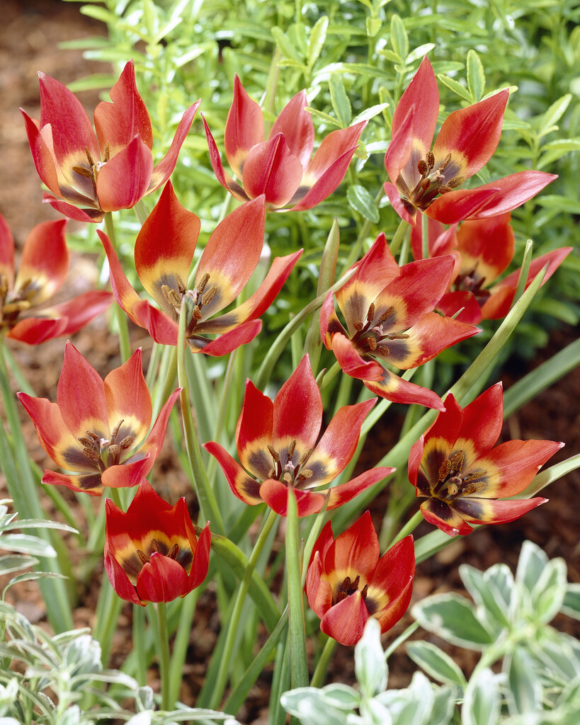 Hager's tulip