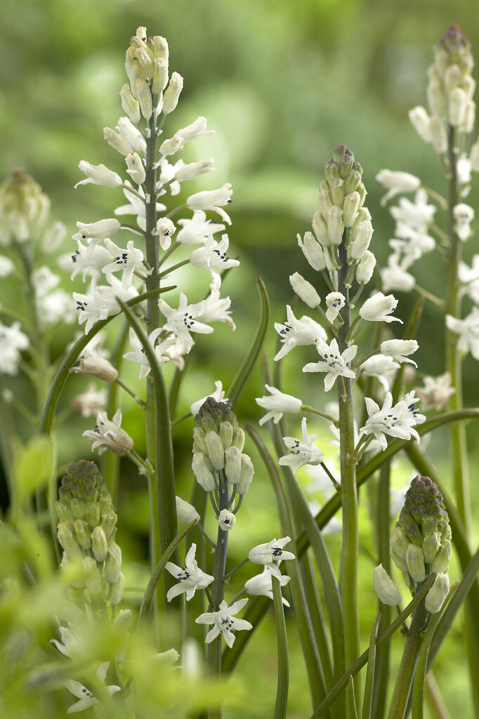 Roman hyacinth