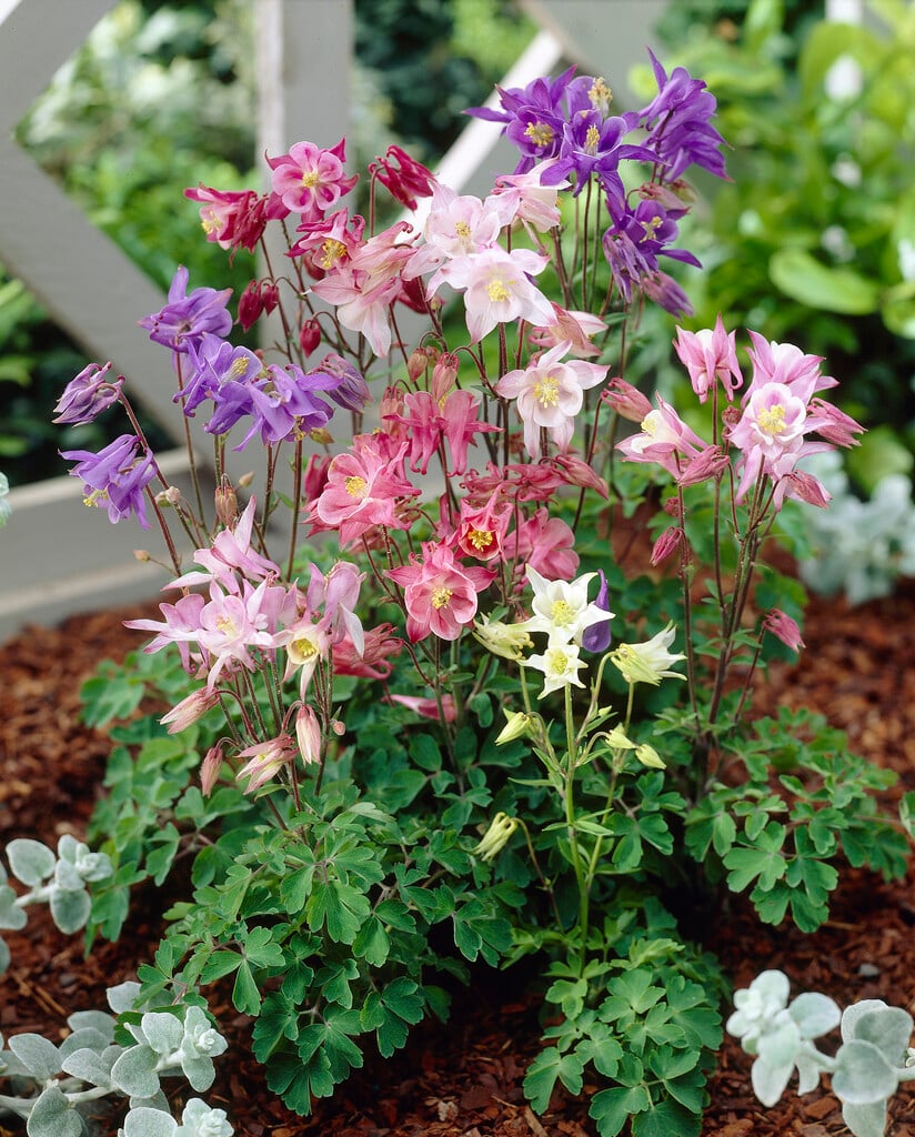 columbine Biedermeier Group