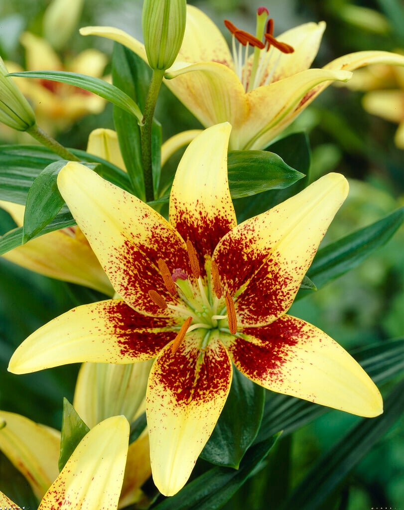 lily 'Latvia'