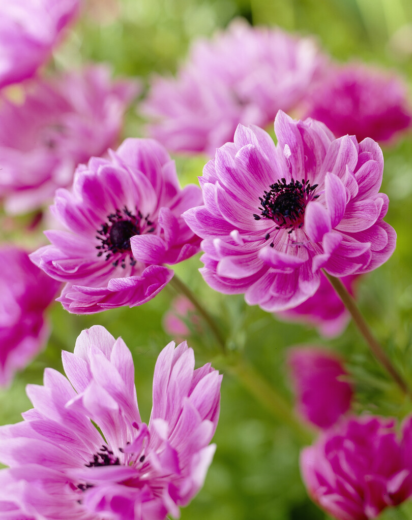 Plant image