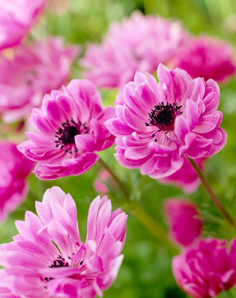Plant image