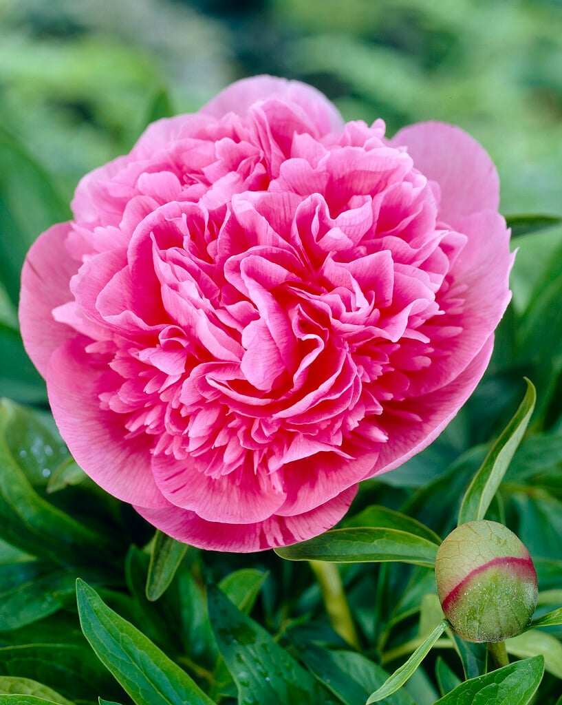 Paeonia officinalis &Rosea Plena& | peony &Rosea Plena& Shrubs/RHS ...