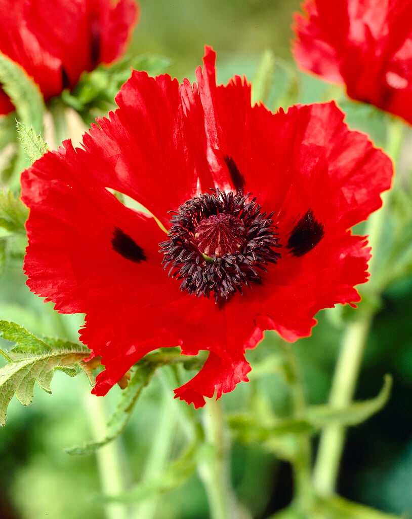 oriental poppy 'Carmen'