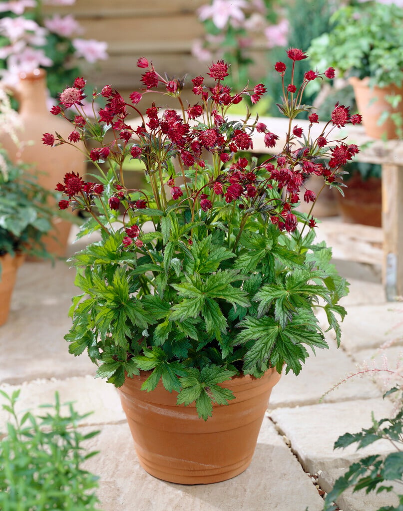 masterwort 'Hadspen Blood'