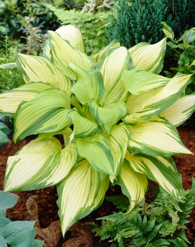 plantain lily 'Chōkō-nishiki'