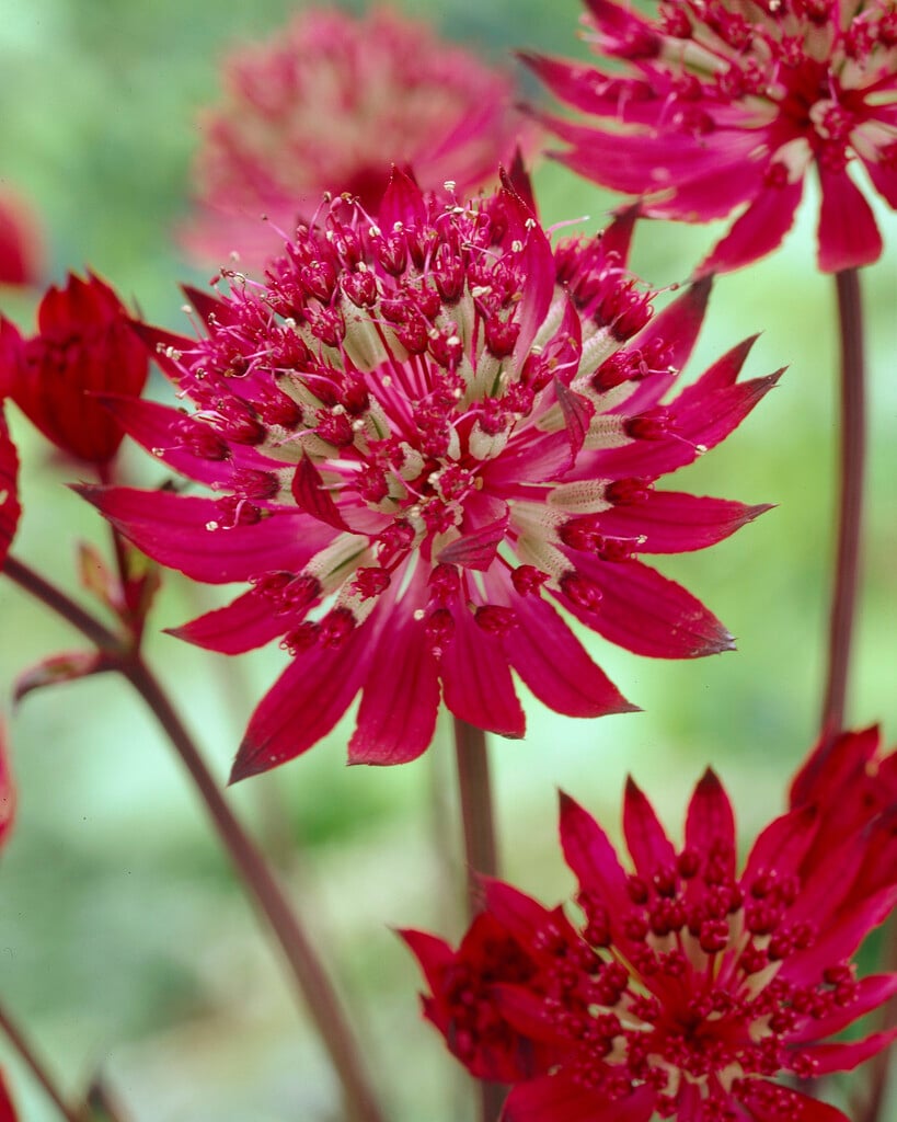 masterwort 'Claret'