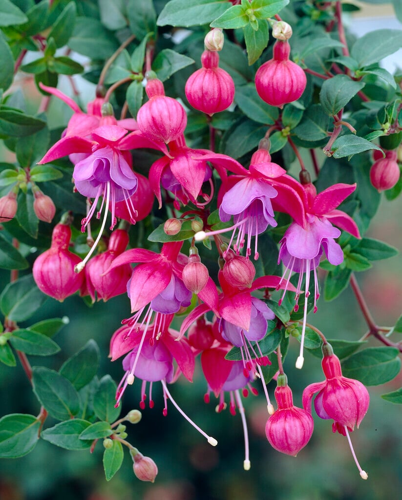 fuchsia 'Ringwood Market'