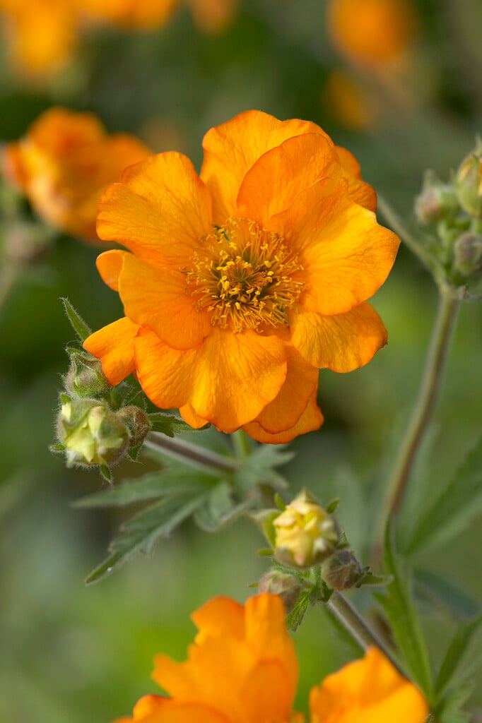 avens 'Fireball'