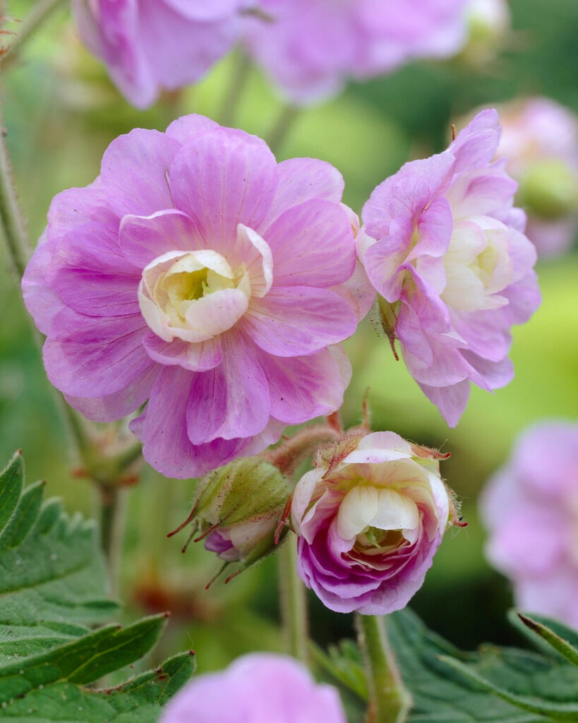 cranesbill [Summer Skies]
