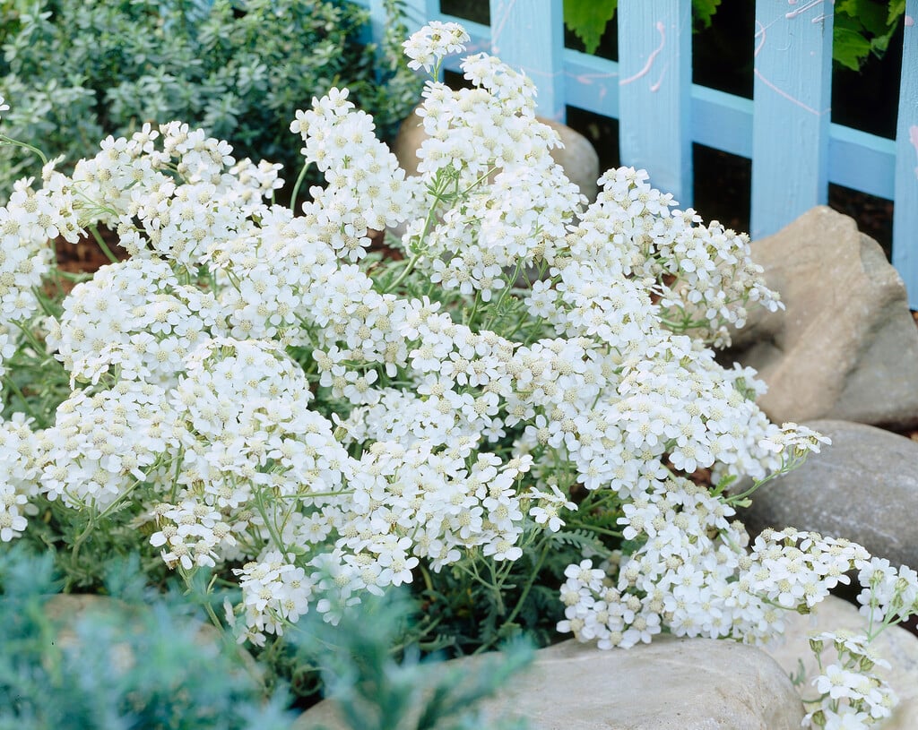 <i>Achillea</i> × <i>huteri</i>