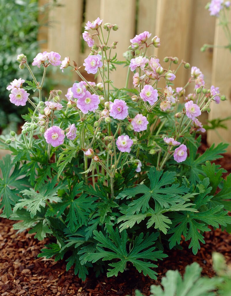 cranesbill [Summer Skies]