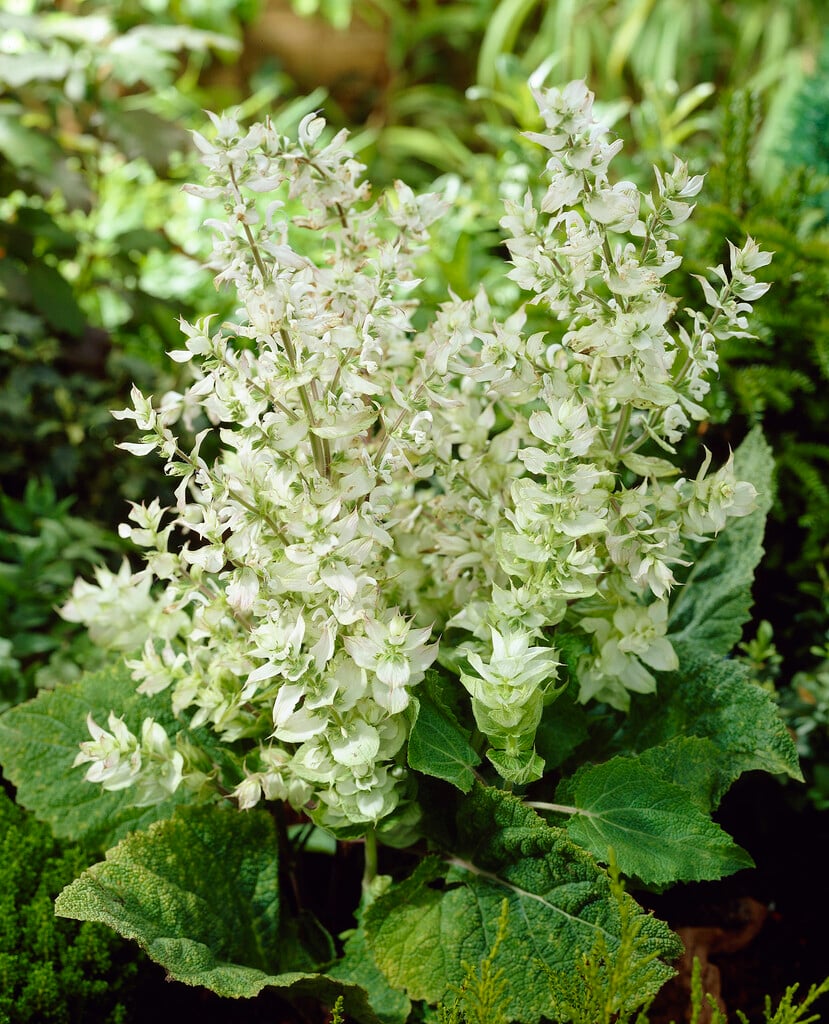 Turkestan clary 'Vatican White'