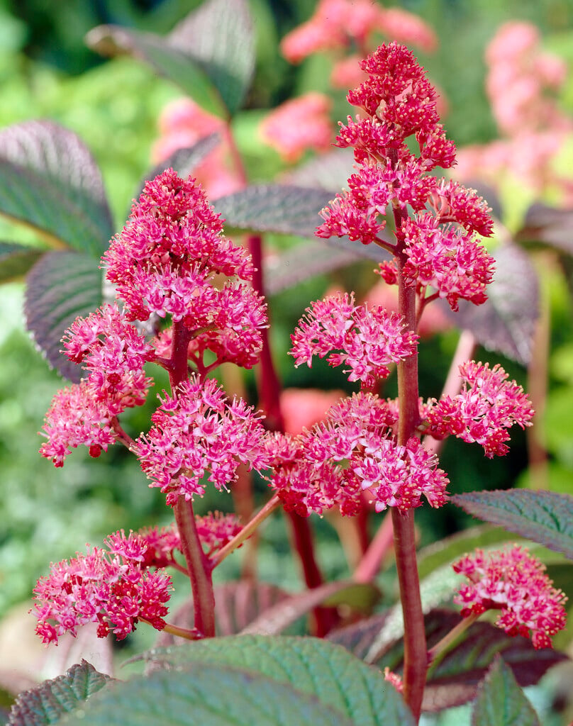 <i>Rodgersia</i> <i>pinnata</i> 'Fireworks'