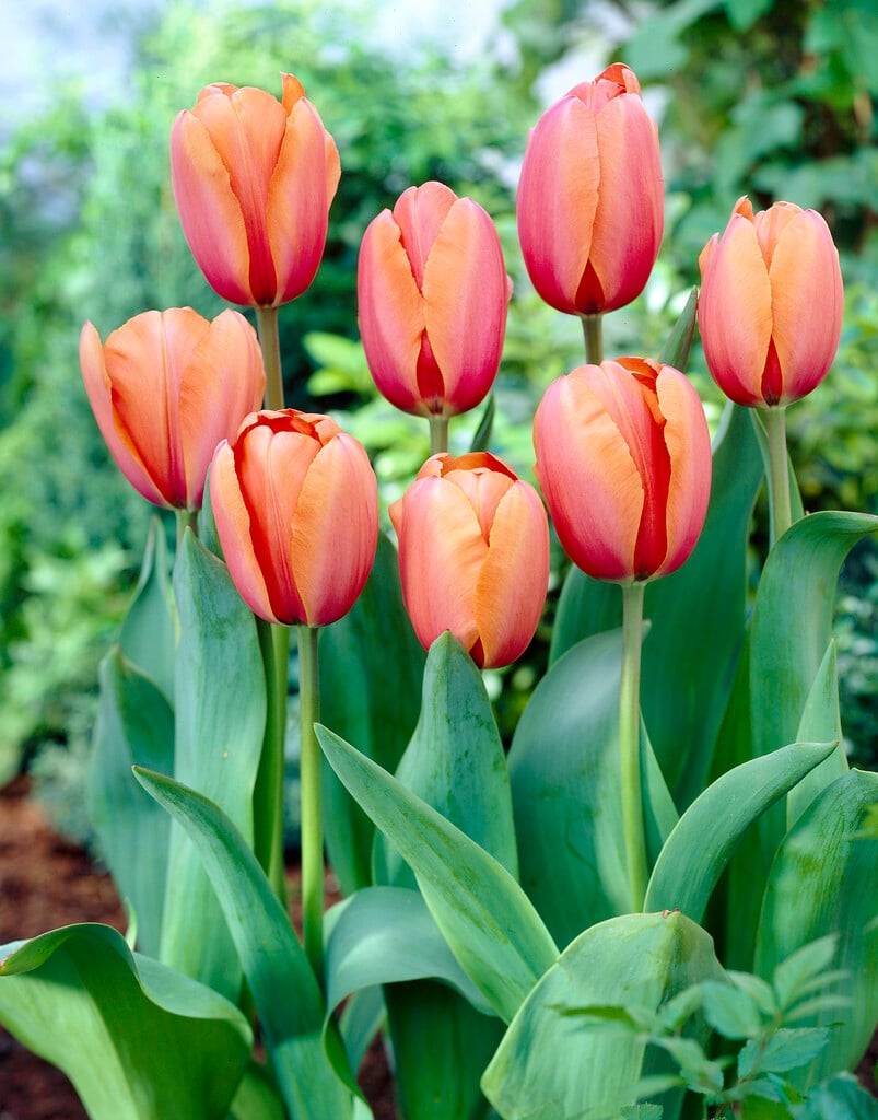 Tulipa &Apricot Impression&PBR (4) | tulip &Apricot Impression& Bulbs ...