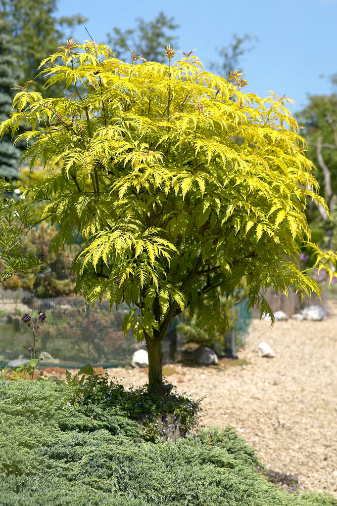 <i>Sambucus</i> <i>racemosa</i> 'Aurea'