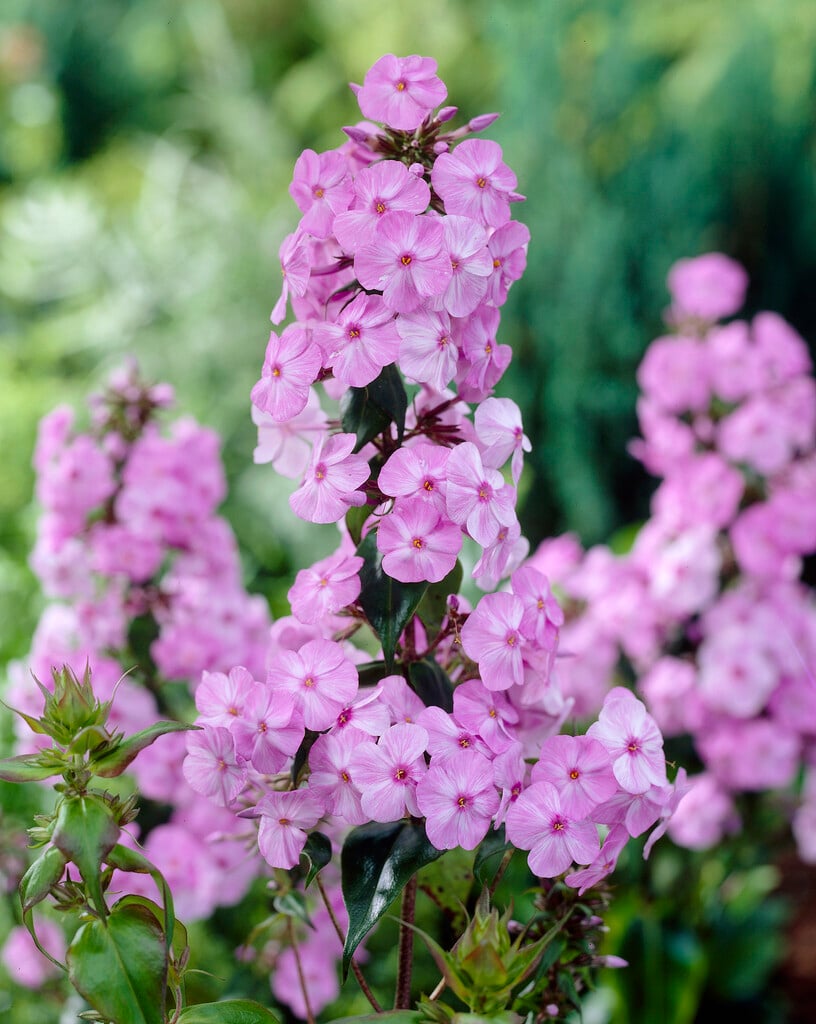 Carolina phlox 'Magnificence'
