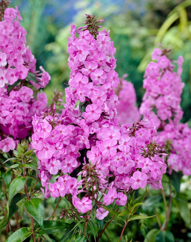 Carolina phlox 'Magnificence'