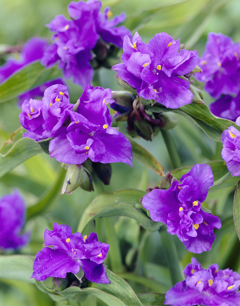 <i>Tradescantia</i> <i>virginiana</i> 'Caerulea Plena' (d)