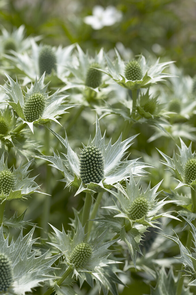 tall eryngo 'Silver Ghost'