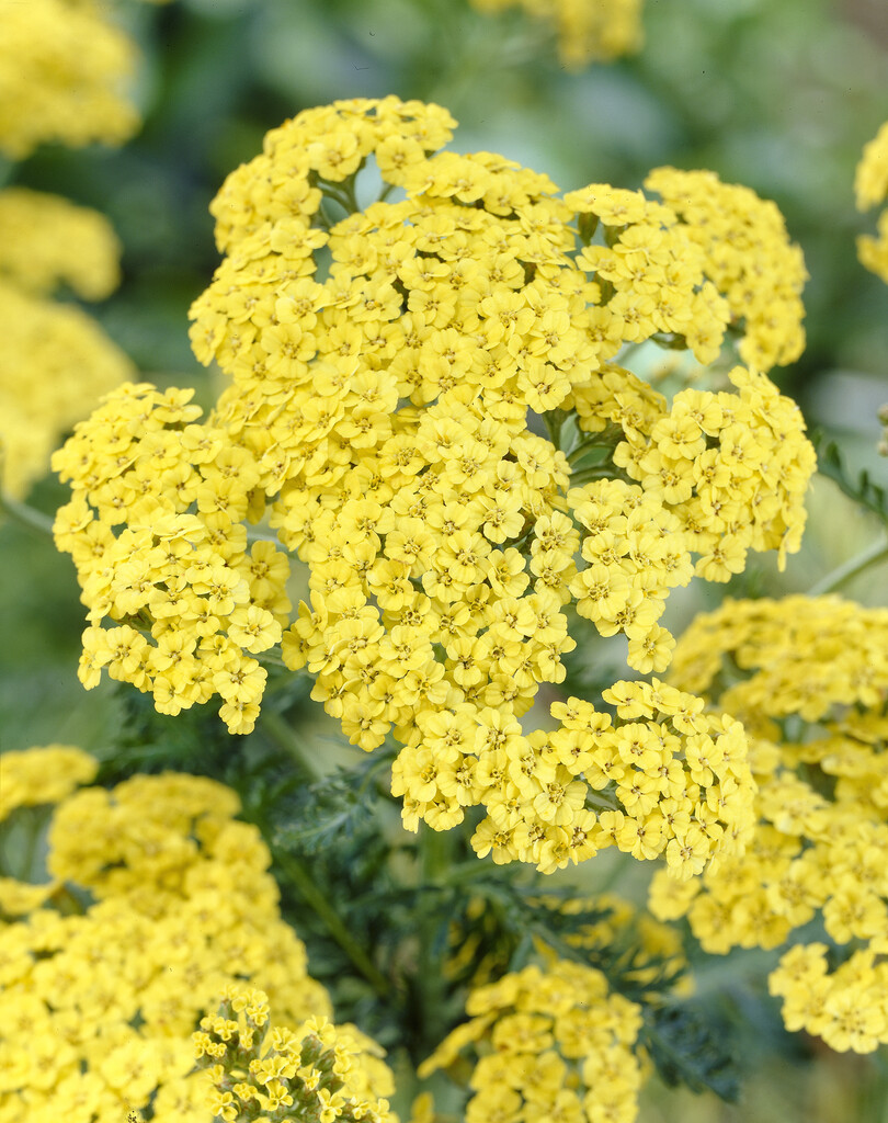 <i>Achillea</i> 'Lemon Dream'